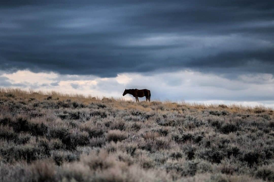 ナショナルジオグラフィックさんのインスタグラム写真 - (ナショナルジオグラフィックInstagram)「By @drewtrush | Sweetwater County, Wyoming. Wild horses can be found throughout the high desert of Wyoming. The Red Desert is home to three wilderness study areas. The rolling prairie gives way to massive sand dunes, created by the near- constant wind rolling across the landscape. Follow along with photographer @drewtrush to see more images from wild places.  #wild #horses #wyoming #reddesert #commonground #publicland」3月24日 10時07分 - natgeo