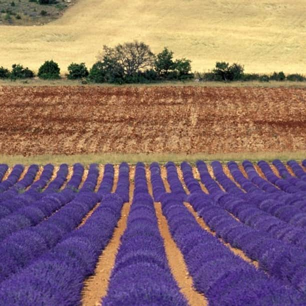 フランス大使館さんのインスタグラム写真 - (フランス大使館Instagram)「【フランスの風景🌄】南仏プロヴァンスといえば一面に広がるラベンダー畑。16世紀から香料として精製され始め、19～20世紀にかけてユネスコ無形文化遺産に登録されたグラースの香水産業の隆盛とともにその生産量を増してきました。見ごろは6～8月の初夏だそう☀。 🌄Un jour en France : cultivée en Provence depuis le 16e siècle, la lavande a vu sa production s'intensifier au cours des 19e et du 20e siècles avec le développement de l'industrie du parfum à #Grasse, classée patrimoine culturel immatériel de l’UNESCO.  Photo  @CRT_RegionSud」3月24日 10時00分 - ambafrancejp