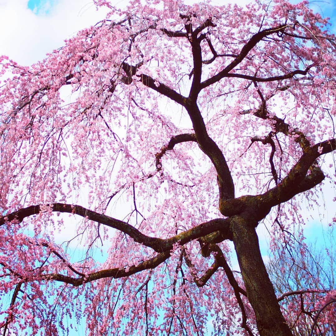 のインスタグラム：「2019年3月23日撮影。 #京都御苑 の #出水の小川 の側にある #糸桜 です！  春の京都ジェニックキャンペーン開催中！ https://camp-in.jp/kyotogenic-spring2019  #visitkyoto #kyotogenic #kyototravel #art_of_japan #japan_of_insta #loves_united_kyoto #japantrip #kyototrip #ig_kyoto #kyoto_style #springinkyoto #cherryblossom #weepingcherry Kyoto Official Travel Guide http://kyoto.travel/en  #京都 #京都ジェニック  #未来に残したい京都  #京都好きな人と繋がりたい #とっておきの京都 #京都桜 #満開 オフィシャルサイト「京都観光NAVI」 http://ja.kyoto.travel」