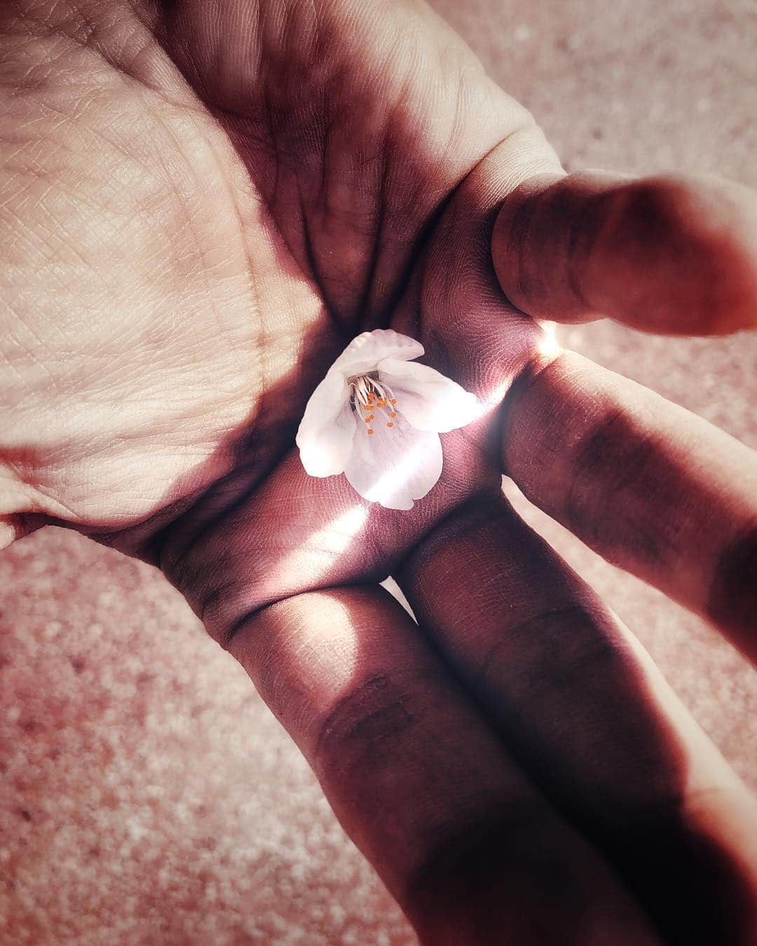 ima_ju / Jun Iのインスタグラム：「. . Welcome Blossom | 俺流の桜 01 . . ::」