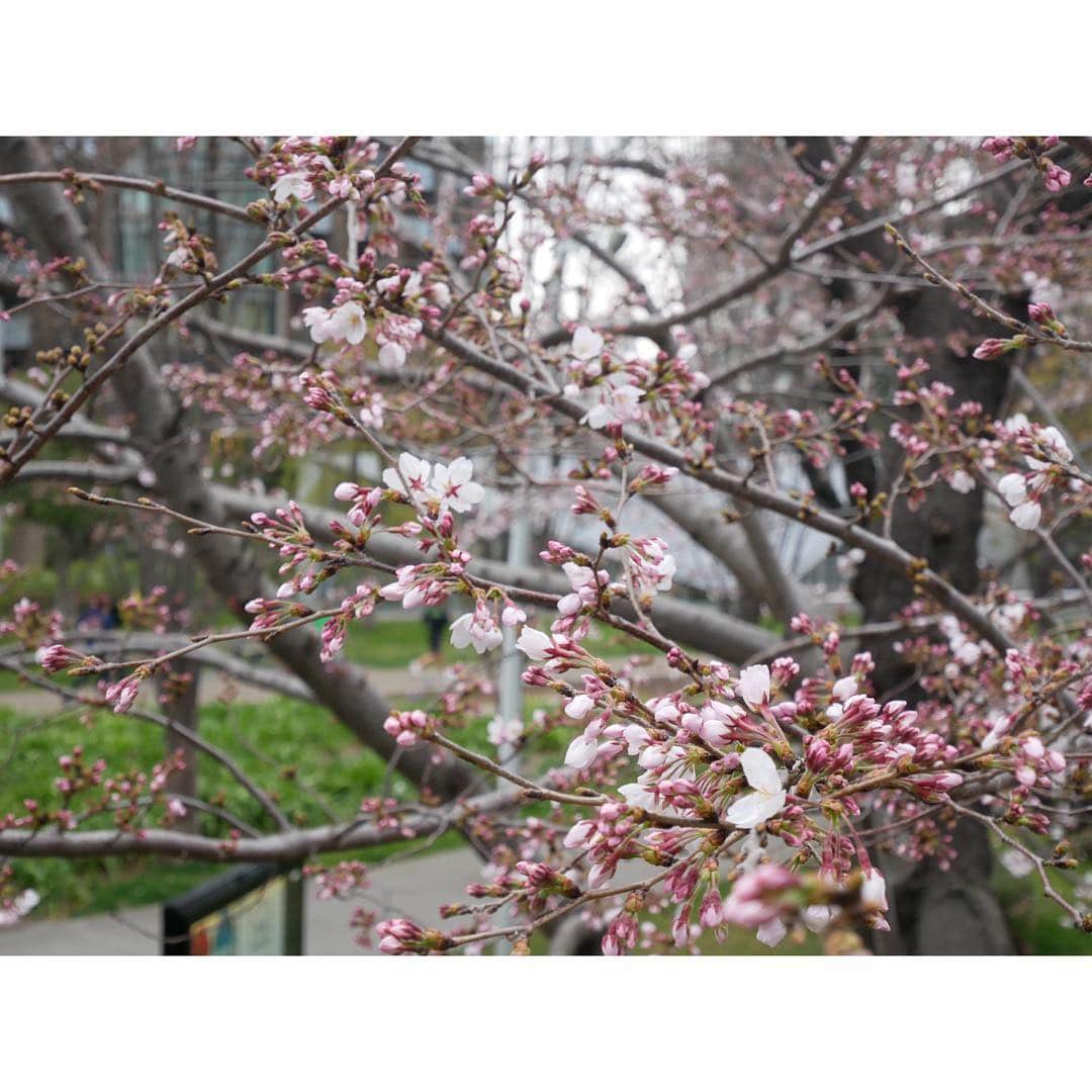 佐々木希さんのインスタグラム写真 - (佐々木希Instagram)「🌸 満開まであと少し…♡ #いつもの人々」3月24日 19時34分 - nozomisasaki_official