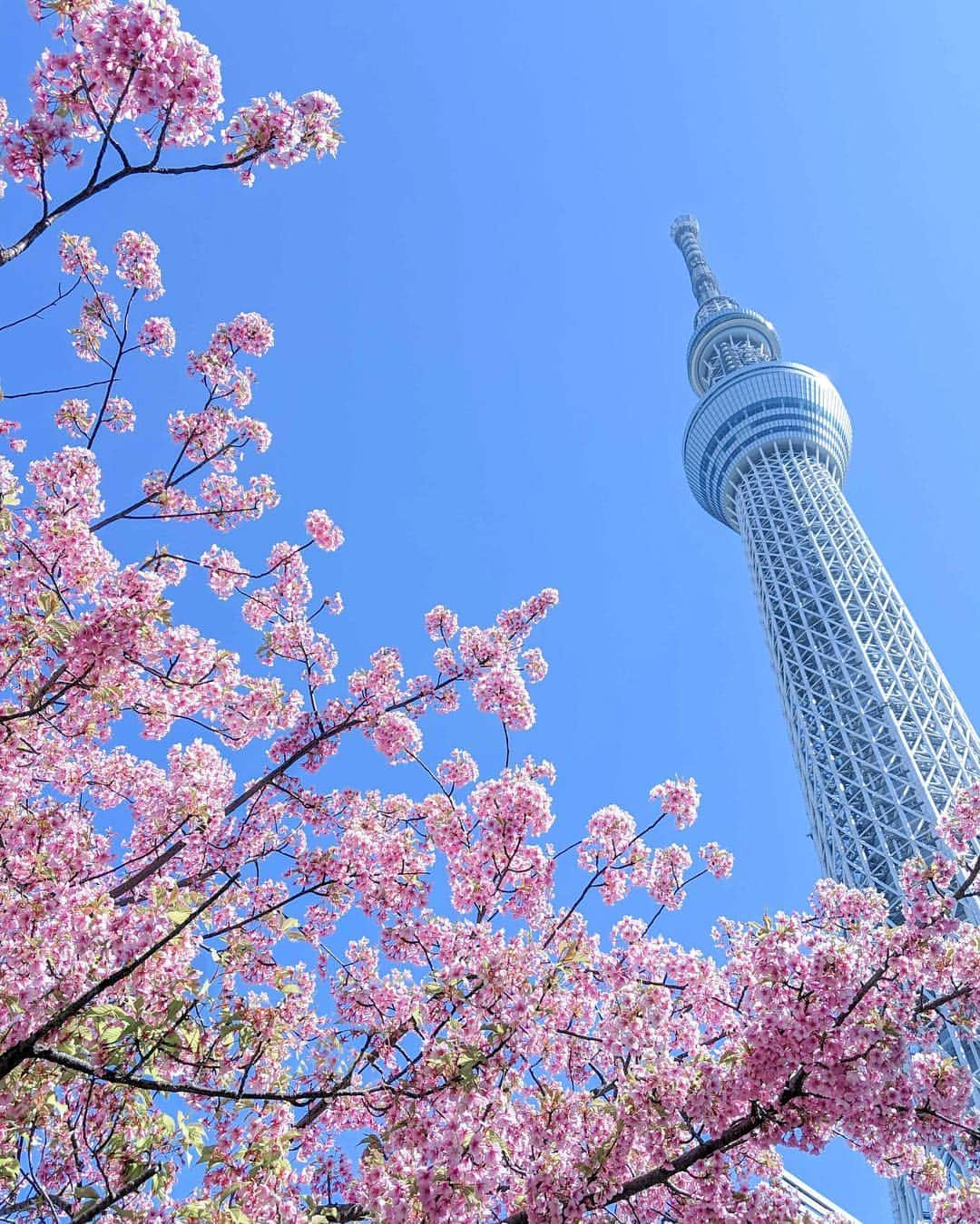 詩歩さんのインスタグラム写真 - (詩歩Instagram)「🌸﻿ ﻿ ついに桜の開花宣言！﻿ ﻿ Cherry blossom has just started blooming!! I’m wondering where I should go this short period🌸﻿ ﻿ ﻿ 今年はどこの桜を見に行こうかな〜♪﻿ ﻿ 写真は、スカイツリーのふもとで咲いていた早咲きの桜です。﻿ ﻿ 皆さんは今年はどこにお花見にいきたいですか☺？﻿ ﻿ 私が今年狙っている桜スポットを今日のnoteで更新したのでぜひお読みください✏️﻿ （ストーリーにリンク貼りました）﻿ ﻿ 都内の桜の名所は、来週の後半から見頃になりそうな予感です。﻿ 日本に住んでて良かった！と思える春の１ヶ月。﻿ ﻿ いいお天気が続きますようにっ🙏🙏🙏﻿ ﻿ ﻿ 📱taken by #GooglePixel3 #teampixel #pixel3﻿ #pixelで撮影 ﻿ 📷18th March 2019﻿ 📍東京スカイツリー／東京﻿ 📍Tokyo Sky Tree／Tokyo Japan﻿ ﻿ ﻿ ﻿ ©︎Shiho/詩歩﻿」3月24日 19時39分 - shiho_zekkei