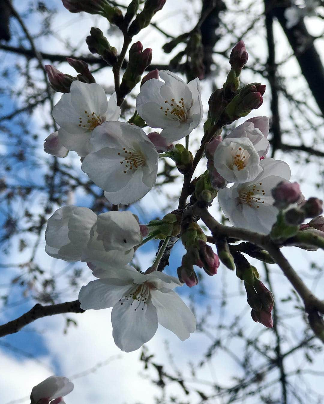 川田希さんのインスタグラム写真 - (川田希Instagram)「お花見会🌸 桜はまだ一分咲きってとこでしたが、お天気も良くて楽しい宴でした🥂  #さくら #春 #お花見 #桜」3月24日 19時53分 - nozomikawata