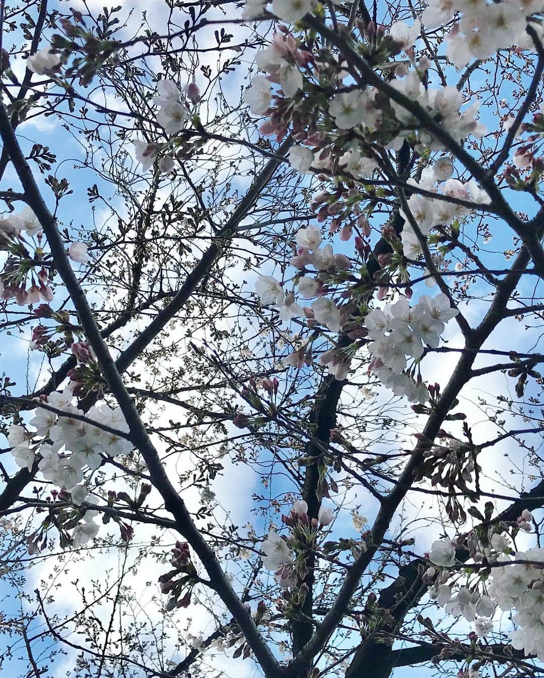 川田希さんのインスタグラム写真 - (川田希Instagram)「お花見会🌸 桜はまだ一分咲きってとこでしたが、お天気も良くて楽しい宴でした🥂  #さくら #春 #お花見 #桜」3月24日 19時53分 - nozomikawata