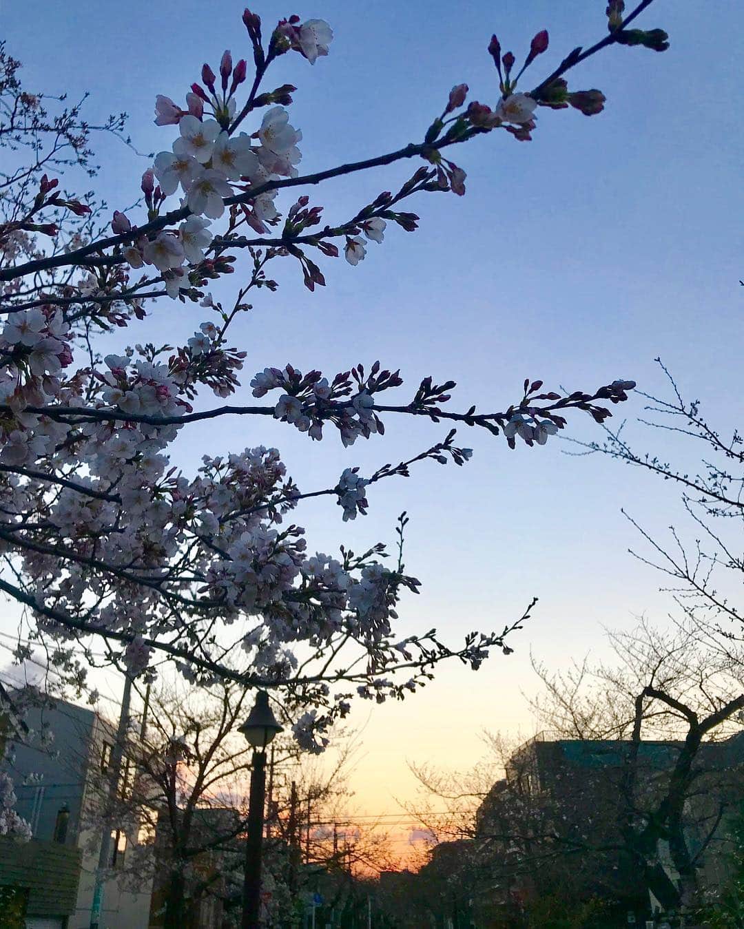 川田希さんのインスタグラム写真 - (川田希Instagram)「お花見会🌸 桜はまだ一分咲きってとこでしたが、お天気も良くて楽しい宴でした🥂  #さくら #春 #お花見 #桜」3月24日 19時53分 - nozomikawata