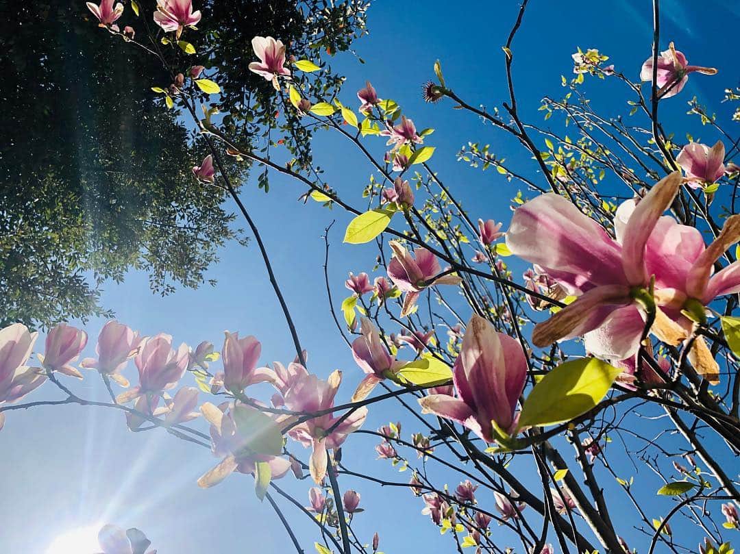 布袋寅泰さんのインスタグラム写真 - (布袋寅泰Instagram)「久しぶりの青空。我が家のマグノリアも満開です。#布袋寅泰 #london #sunnysunday #magnolia #マグノリア」3月24日 20時00分 - hotei_official