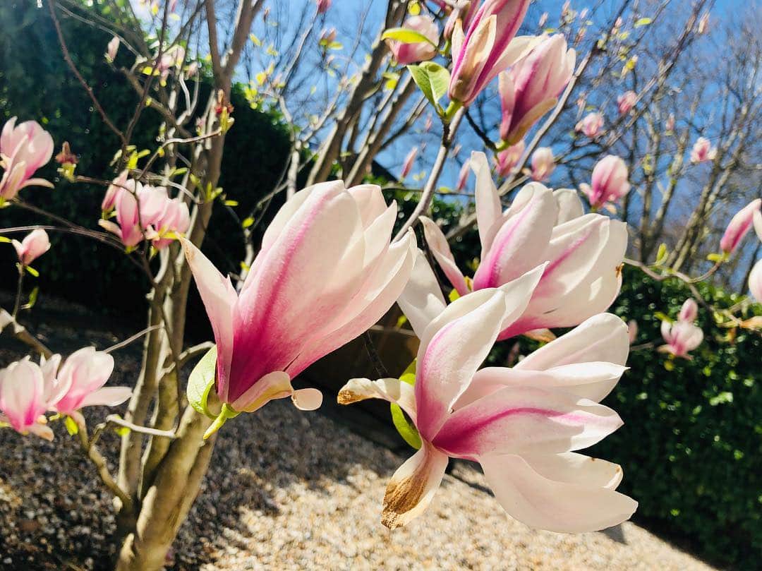 布袋寅泰さんのインスタグラム写真 - (布袋寅泰Instagram)「久しぶりの青空。我が家のマグノリアも満開です。#布袋寅泰 #london #sunnysunday #magnolia #マグノリア」3月24日 20時00分 - hotei_official