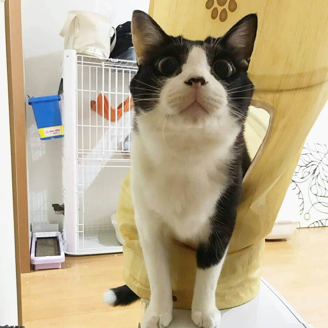 猫壱（ねこいち•ネコイチ）さんのインスタグラム写真 - (猫壱（ねこいち•ネコイチ）Instagram)「【Instagramに投稿して猫壱商品を貰っちゃおう✨結果発表】  いよいよ金賞の発表です❤ 金賞は新しい生物になってる @izupopo さんの一枚です💨 おめでとうございます🎉 ▫ ▫ 受賞さんには後程DMを送らせていただきますね♪ ▫ ▫ 2月キャンペーンも本当にたくさんのご応募ありがとうございました😆💕✨ 3月の#猫壱キャンペーン は#猫用抜け毛取りワイパー #猫用リュックキャリー #バリバリ爪とぎポール が対象です。 お持ちの皆様、ぜひご応募くださいね❤ ▫ ▫ ::::::#猫壱 :::::: Instagramに登場した商品はプロフィールのリンクよりご覧いただけます🎶 お写真の商品は#キャットトンネルスパイラル 木目柄 でした！ 気になる方は @necoichicojp からチェックしてくださいね❤ ▫ ▫ #ねこ #ネコ #猫好き #ねこらぶ #猫#ペット  #necoichi #cat #kitty  #kitten #pet #結果発表 #金賞 #猫壱キャンペーン受賞者発表」3月24日 20時03分 - necoichicojp