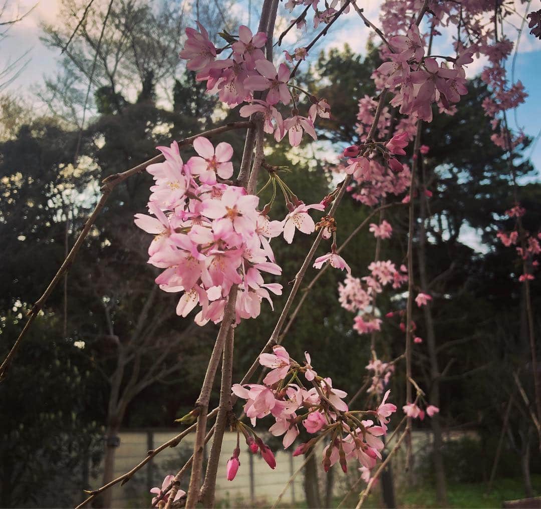 福田ゆみさんのインスタグラム写真 - (福田ゆみInstagram)「庭園美術館に行ってきましま。 アライグマが居たんだけど、都会にビックリ。春を感じれました。  #庭園美術館  #美術館  #美術館好き」3月24日 20時07分 - yumifukuda0511