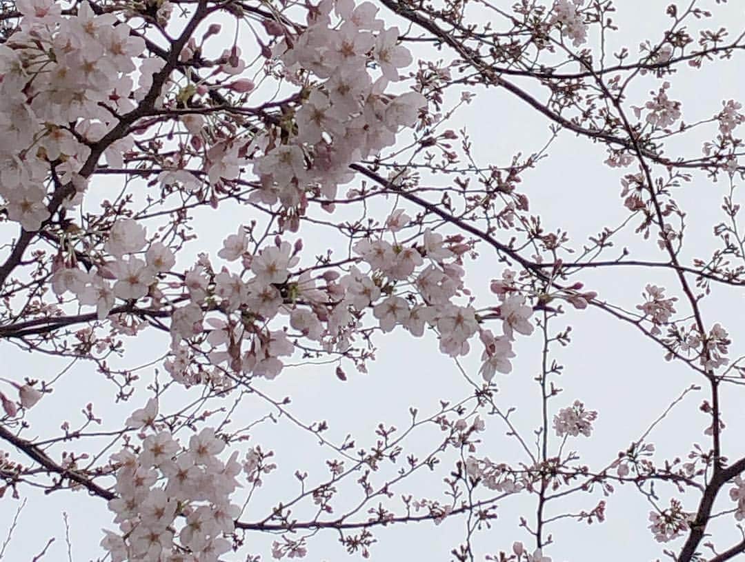 高橋里帆さんのインスタグラム写真 - (高橋里帆Instagram)「一足お先にお花見🌸 まだまだ満開ではなかったですが、 お花見って楽しい😊🎶 早く満開になれ〜✨ 偶然にも3人が同じコートでした。笑  #いつもの人々#高橋里帆#佐々木希 さん#大政絢 さん#なおちゃん#アンティミテ」3月24日 20時07分 - takahashi.riho