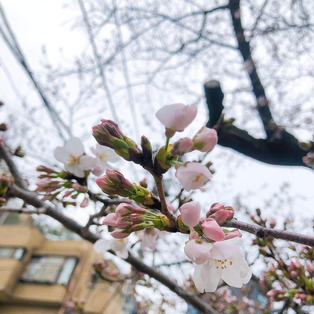 かほこ。さんのインスタグラム写真 - (かほこ。Instagram)「ㅤㅤㅤㅤㅤㅤㅤㅤㅤㅤㅤㅤㅤ ㅤㅤㅤㅤㅤㅤㅤㅤㅤㅤㅤㅤㅤ 昨日、原宿は少し桜が咲いてた。 去年の今日は上野で満開の桜を 見ていたらしい…！ 去年そんな暖かかったっけ （4〜6枚目は去年の写真） ㅤㅤㅤㅤㅤㅤㅤㅤㅤㅤㅤㅤㅤ さくらソングってたくさんあるけど みんな一番に思い出すのは何？🌸 ㅤㅤㅤㅤㅤㅤㅤㅤㅤㅤㅤㅤㅤ #桜」3月24日 20時11分 - xxokohakxx