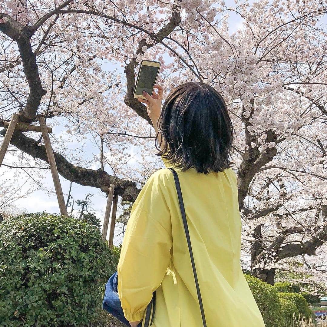 かほこ。さんのインスタグラム写真 - (かほこ。Instagram)「ㅤㅤㅤㅤㅤㅤㅤㅤㅤㅤㅤㅤㅤ ㅤㅤㅤㅤㅤㅤㅤㅤㅤㅤㅤㅤㅤ 昨日、原宿は少し桜が咲いてた。 去年の今日は上野で満開の桜を 見ていたらしい…！ 去年そんな暖かかったっけ （4〜6枚目は去年の写真） ㅤㅤㅤㅤㅤㅤㅤㅤㅤㅤㅤㅤㅤ さくらソングってたくさんあるけど みんな一番に思い出すのは何？🌸 ㅤㅤㅤㅤㅤㅤㅤㅤㅤㅤㅤㅤㅤ #桜」3月24日 20時11分 - xxokohakxx