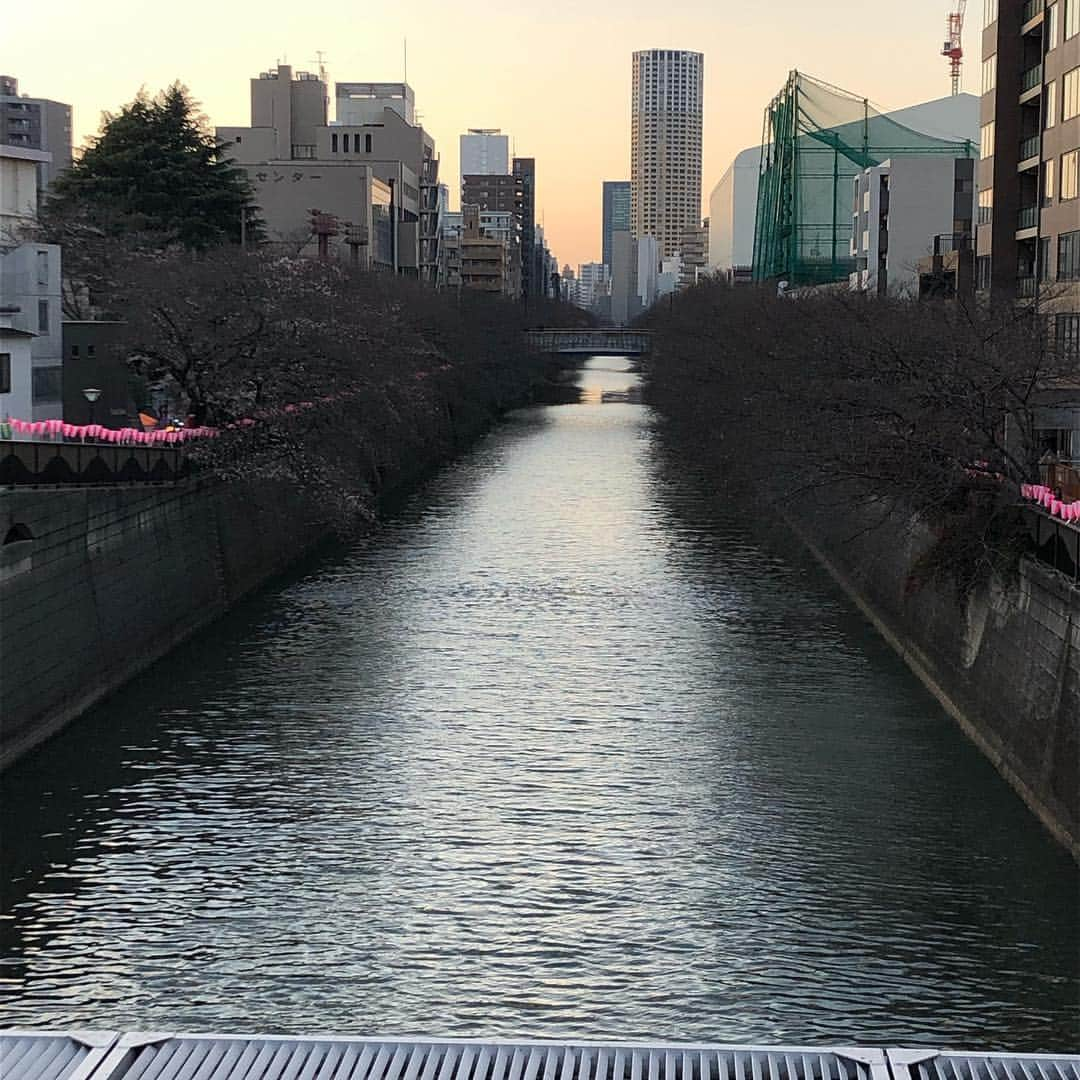 鮎川りなさんのインスタグラム写真 - (鮎川りなInstagram)「#目黒川 #桜 🌸 咲いてるといいなー🥰と思ってお散歩がてら @wawich_meguro に行って来ました🎶 サンドイッチ大盛況すぎて売り切れてたけど安定に楽しかったー💓💓 ご馳走様でした💓 #吉のお尻つるっつる🍑」3月24日 20時17分 - ayurina_oy