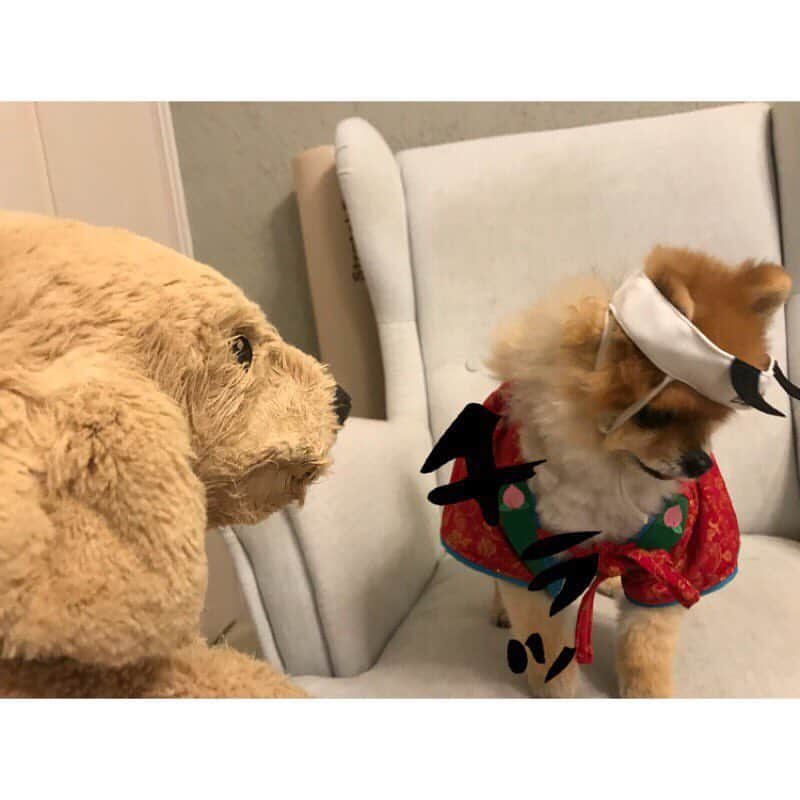 RIO POMEさんのインスタグラム写真 - (RIO POMEInstagram)「桃太郎物語✨ . 💕第1章💕  #ポメラニアン #pomeranian  #犬 #dog #dogstagram#doglover #愛犬 #わんこ #ポメラニアン大好き #ポメラニアンが世界一可愛い #pom #ぽめらにあん #ポメ#pomeraniansofinstagram  #pomeranianlove #ふわもこ部 #いぬバカ部 #癒しわんこ#instapic#pomstagram #puppy #dogsofinstagram #cute#cutedog #暇か #暇ちゃう #たまには #連休欲しい #リオに似てるといわれた #私も犬顔か」3月24日 20時36分 - rioriopom