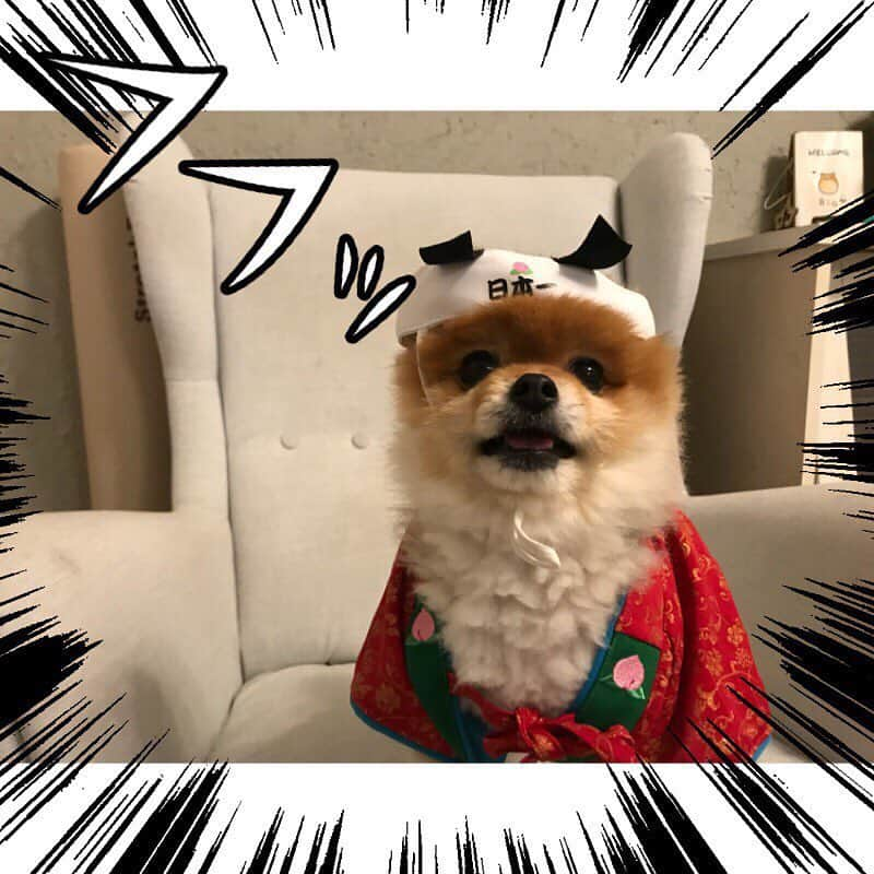 RIO POMEさんのインスタグラム写真 - (RIO POMEInstagram)「桃太郎物語✨ . 💕第1章💕  #ポメラニアン #pomeranian  #犬 #dog #dogstagram#doglover #愛犬 #わんこ #ポメラニアン大好き #ポメラニアンが世界一可愛い #pom #ぽめらにあん #ポメ#pomeraniansofinstagram  #pomeranianlove #ふわもこ部 #いぬバカ部 #癒しわんこ#instapic#pomstagram #puppy #dogsofinstagram #cute#cutedog #暇か #暇ちゃう #たまには #連休欲しい #リオに似てるといわれた #私も犬顔か」3月24日 20時36分 - rioriopom