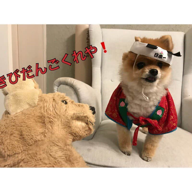 RIO POMEさんのインスタグラム写真 - (RIO POMEInstagram)「桃太郎物語✨ . 💕第1章💕  #ポメラニアン #pomeranian  #犬 #dog #dogstagram#doglover #愛犬 #わんこ #ポメラニアン大好き #ポメラニアンが世界一可愛い #pom #ぽめらにあん #ポメ#pomeraniansofinstagram  #pomeranianlove #ふわもこ部 #いぬバカ部 #癒しわんこ#instapic#pomstagram #puppy #dogsofinstagram #cute#cutedog #暇か #暇ちゃう #たまには #連休欲しい #リオに似てるといわれた #私も犬顔か」3月24日 20時36分 - rioriopom