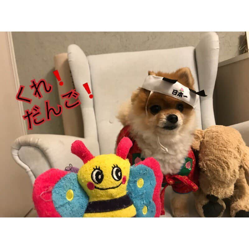 RIO POMEさんのインスタグラム写真 - (RIO POMEInstagram)「桃太郎物語✨ . 💕第1章💕  #ポメラニアン #pomeranian  #犬 #dog #dogstagram#doglover #愛犬 #わんこ #ポメラニアン大好き #ポメラニアンが世界一可愛い #pom #ぽめらにあん #ポメ#pomeraniansofinstagram  #pomeranianlove #ふわもこ部 #いぬバカ部 #癒しわんこ#instapic#pomstagram #puppy #dogsofinstagram #cute#cutedog #暇か #暇ちゃう #たまには #連休欲しい #リオに似てるといわれた #私も犬顔か」3月24日 20時36分 - rioriopom