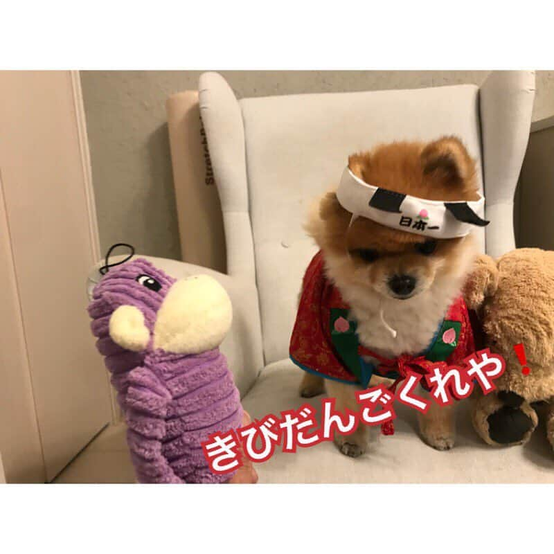 RIO POMEさんのインスタグラム写真 - (RIO POMEInstagram)「桃太郎物語✨ . 💕第1章💕  #ポメラニアン #pomeranian  #犬 #dog #dogstagram#doglover #愛犬 #わんこ #ポメラニアン大好き #ポメラニアンが世界一可愛い #pom #ぽめらにあん #ポメ#pomeraniansofinstagram  #pomeranianlove #ふわもこ部 #いぬバカ部 #癒しわんこ#instapic#pomstagram #puppy #dogsofinstagram #cute#cutedog #暇か #暇ちゃう #たまには #連休欲しい #リオに似てるといわれた #私も犬顔か」3月24日 20時36分 - rioriopom