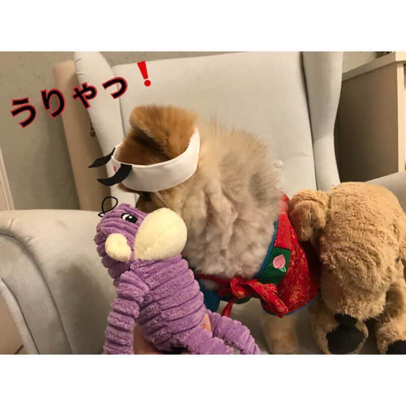 RIO POMEさんのインスタグラム写真 - (RIO POMEInstagram)「桃太郎物語✨ . 💕第1章💕  #ポメラニアン #pomeranian  #犬 #dog #dogstagram#doglover #愛犬 #わんこ #ポメラニアン大好き #ポメラニアンが世界一可愛い #pom #ぽめらにあん #ポメ#pomeraniansofinstagram  #pomeranianlove #ふわもこ部 #いぬバカ部 #癒しわんこ#instapic#pomstagram #puppy #dogsofinstagram #cute#cutedog #暇か #暇ちゃう #たまには #連休欲しい #リオに似てるといわれた #私も犬顔か」3月24日 20時36分 - rioriopom