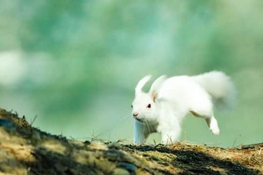 Hikaruのインスタグラム：「She lives strenuously. She's an albino. It's said that they can't live lengthily. . . . アルビノの彼女は短命と言われていますが、 ファインダーから覗く 小さな生きものも 一生懸命いきいきと生きている様が とても見えてくるのです。 . # #白いエゾリス  #東京カメラ部 #instagram #igersjp  #tokyocameraclub  #natgeo #yourshotphotographer  #sony #bealpha #sonyalpha  #pashadelic #naturephotography #naturegeography #lovers_nippon #photogrena_nature #photo_shorttrip #japan #visitjapanjp #longexposure_japan #hokkaido #写真好きな人と繋がりたい」