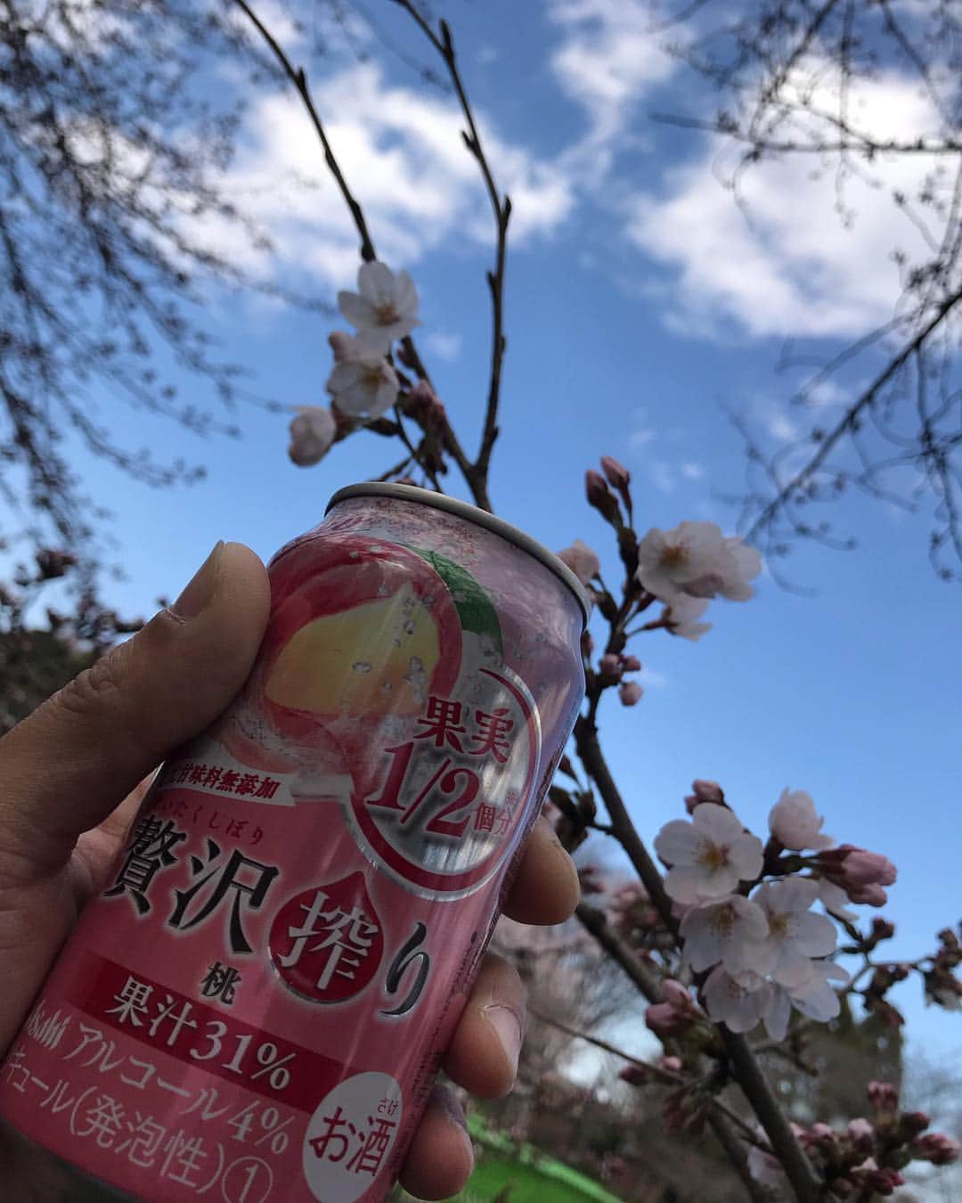 のインスタグラム：「Cheers.🎉✨ 桜に乾杯🌟 日本に生まれて良かったなぁ〜🎵って実感  #靖乃 #桜 #お花見」