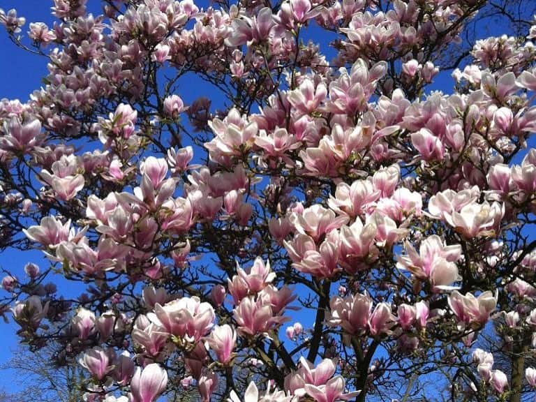 ドリス・ヴァン・ノッテンさんのインスタグラム写真 - (ドリス・ヴァン・ノッテンInstagram)「Happy Sunday! The magnolias in full bloom #driesvannoten #dvn #springisintheair #magnolia #garden」3月24日 20時42分 - driesvannoten