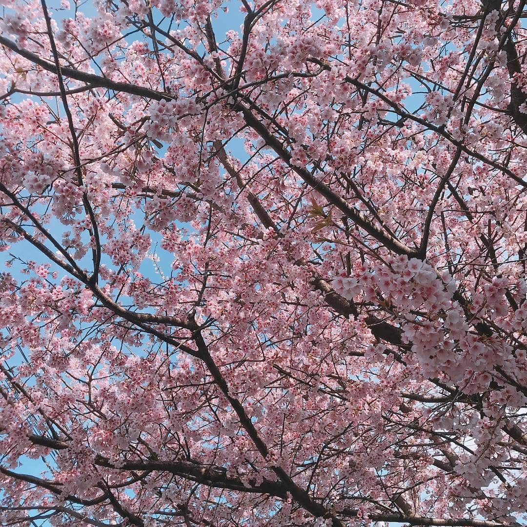 佐藤もも子さんのインスタグラム写真 - (佐藤もも子Instagram)「桜🌸💕 今年もいろんなところ見に行きたいなぁ〜😊 #桜 #春 #さくら #お花見 #お散歩 #お花 #自然」3月24日 12時03分 - sato_momoco