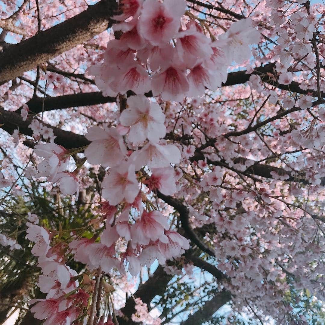 佐藤もも子さんのインスタグラム写真 - (佐藤もも子Instagram)「桜🌸💕 今年もいろんなところ見に行きたいなぁ〜😊 #桜 #春 #さくら #お花見 #お散歩 #お花 #自然」3月24日 12時03分 - sato_momoco