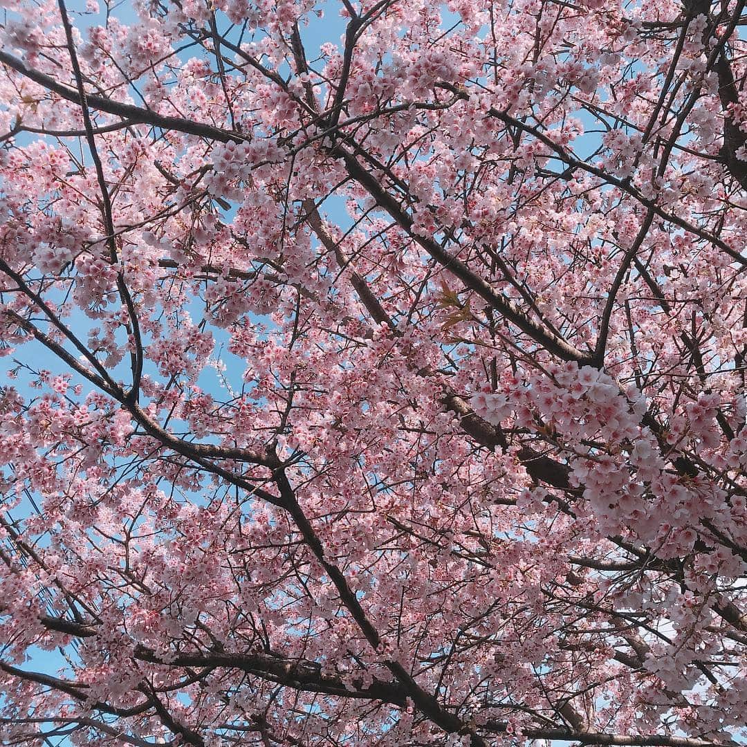 佐藤もも子のインスタグラム：「桜🌸💕 今年もいろんなところ見に行きたいなぁ〜😊 #桜 #春 #さくら #お花見 #お散歩 #お花 #自然」