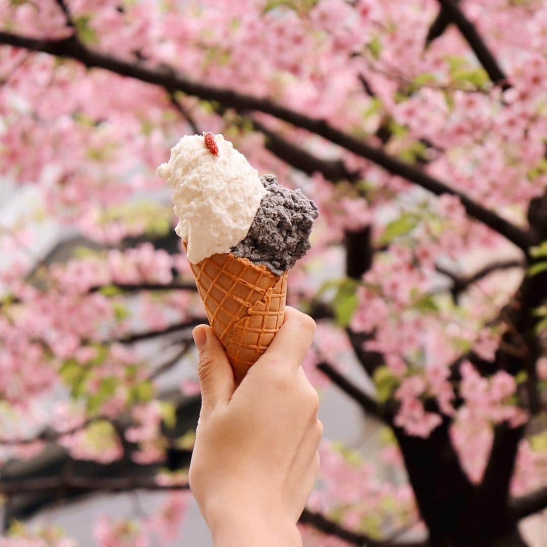 さんのインスタグラム写真 - (Instagram)「⁣⠀ 春の陽気になりましたね🌸⁣⠀ お花見やピクニックにマルゲラのジェラートはいかがですか✨⁣⠀ ⁣⠀ ===================================== ✔︎ Annin / 杏仁⁣⠀ ✔︎ Sesamo Nero / 黒ゴマ⁣⠀ ===================================== ⁣⠀ ＿＿＿＿＿＿＿＿＿＿＿＿＿＿＿＿＿＿＿＿＿＿＿＿＿ 🍦#ubereats はじめました🍦⠀⁣⠀ ⠀⁣⠀ ご自宅や職場でもマルゲラの味を楽しんでいただけるよう、Uber Eatsでのお届けが可能になりました✨⠀⁣⠀ ⠀⁣⠀ 注文は14時以降から受け付けております！⠀⁣⠀ ケーキやビスコッティ、ドポチェーナもご用意しておりますのでぜひご利用ください。⠀⁣⠀ ＿＿＿＿＿＿＿＿＿＿＿＿＿＿＿＿＿＿＿＿＿＿＿＿＿ ⁣⠀ #ジェラテリアマルゲラ #マルゲラ #ジェラート ⠀⁣⠀ #ジェラート専門店 #ジェラート屋さん #ミラノジェラート #ミラノ #杏仁豆腐 #杏仁アイス #黒ごま #黒ごまアイス #黒ごまジェラート #桜 #新生活 #春 #スイーツ女子 #スイーツ #スイーツ部 #スイーツ巡り #ジェラート部 #ジェラート巡り #東京スイーツ #東京カフェ巡り⁣  #麻布十番カフェ #麻布十番ランチ⁣ #お花見  #gelateriamarghera #gelato #Artigianale」3月24日 12時04分 - gelateriamarghera_japan