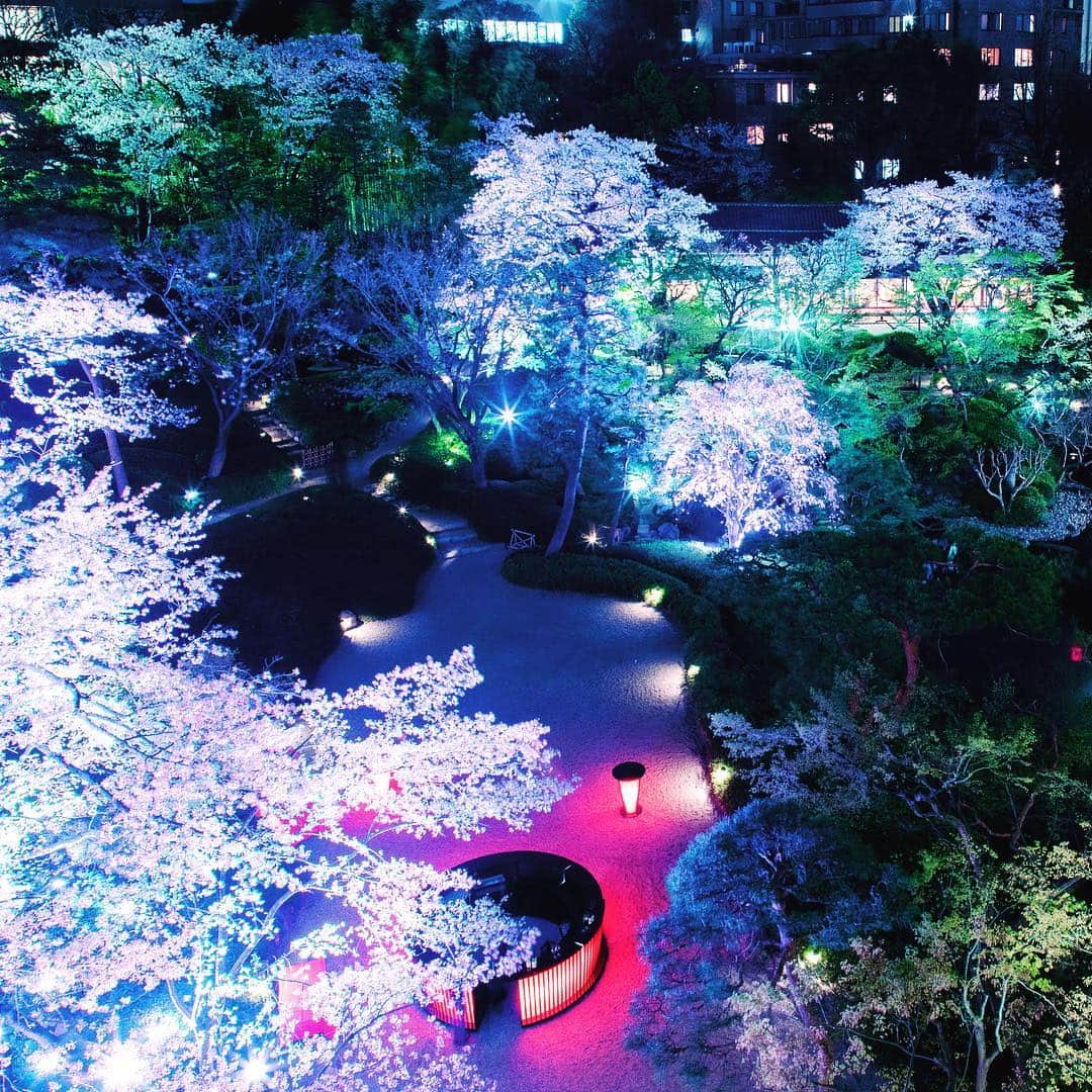 八芳園さんのインスタグラム写真 - (八芳園Instagram)「【夜桜と美味い酒、蔵元と愉しむ銘酒夜会】  全国各地の日本酒と、それぞれの特徴に合わせた創作料理を愉しむ銘酒夜会。  今回は東京の銘酒「嘉泉」を世に生みだした、文政5年創業の田村酒造場とコラボレーション。 蔵元と語り合いながら、日本酒づくりの深奥に触れていきます。  イベント当日4月4日は満開が予想され、会場から見るライトアップされた夜桜も見頃を迎えます。 ※写真は会場から見た昨年の様子  銘酒に酔い、情熱に酔う。そんな贅沢な夜をぜひご堪能ください。 ［ご予約］ https://passmarket.yahoo.co.jp/event/show/detail/01kmek1067urx.html  https://restaurant.ikyu.com/sd/101346/?ikRef=ampEventOpenPlan&ampPlanNo=10816820 ［八芳園Spring Festival2019 粋］ http://www.happo-en.com/event/springfestival2019/  #八芳園 #夜桜 #ライトアップ #染井吉野 #しだれ桜 #八重桜 #御衣黄 #お花見 #花見 #桜 #春 #桜満開 #日本酒 #酒 #日本酒女子 #日本酒好きな人と繋がりたい #東京 #白金台#日本庭園 #田村酒造場 #嘉泉  #sake #japanesesake #sakura #garden #japanesegarden #tokyo #shirokanedai #happoen」3月24日 12時05分 - happoen