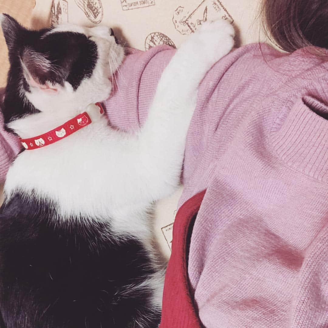 澤村小夜子さんのインスタグラム写真 - (澤村小夜子Instagram)「実家の愛猫 トラとハチ🐱🐱 . たまに帰ると 誰だろうって顔して とりあえず匂いを嗅いでくるけど 半日も経つとくっついてきたり 人の腕を枕にして寝たりする😽 . ニクいねぇ( *´ 3 ` )  #ねこすたぐらむ #ハチワレ #キジトラ #可愛い #猫好き だけど #猫アレルギー #ラブ #BGM #昭和のドラマ」3月24日 12時20分 - sayako_negoto