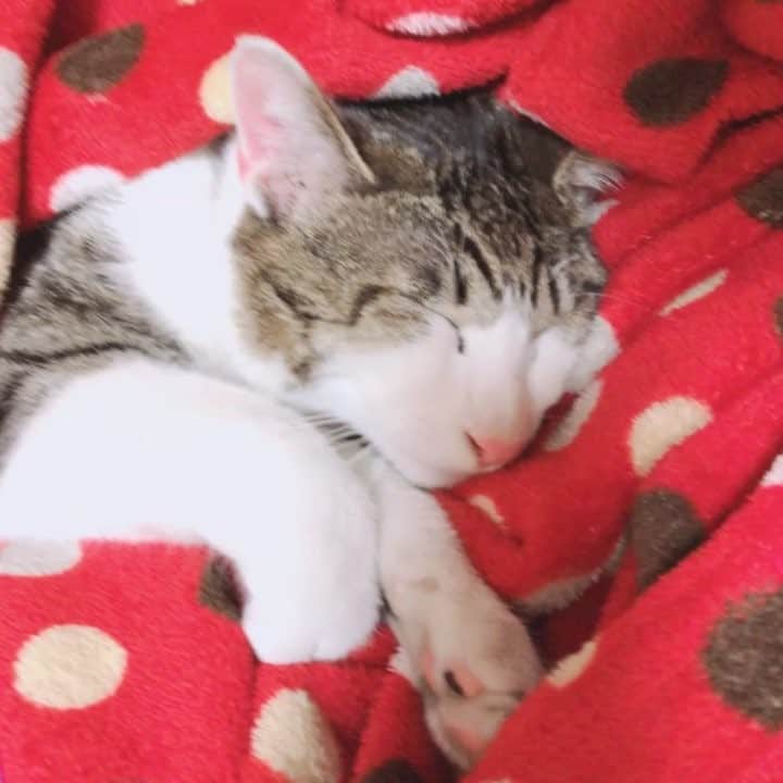 澤村小夜子のインスタグラム：「実家の愛猫 トラとハチ🐱🐱 . たまに帰ると 誰だろうって顔して とりあえず匂いを嗅いでくるけど 半日も経つとくっついてきたり 人の腕を枕にして寝たりする😽 . ニクいねぇ( *´ 3 ` )  #ねこすたぐらむ #ハチワレ #キジトラ #可愛い #猫好き だけど #猫アレルギー #ラブ #BGM #昭和のドラマ」