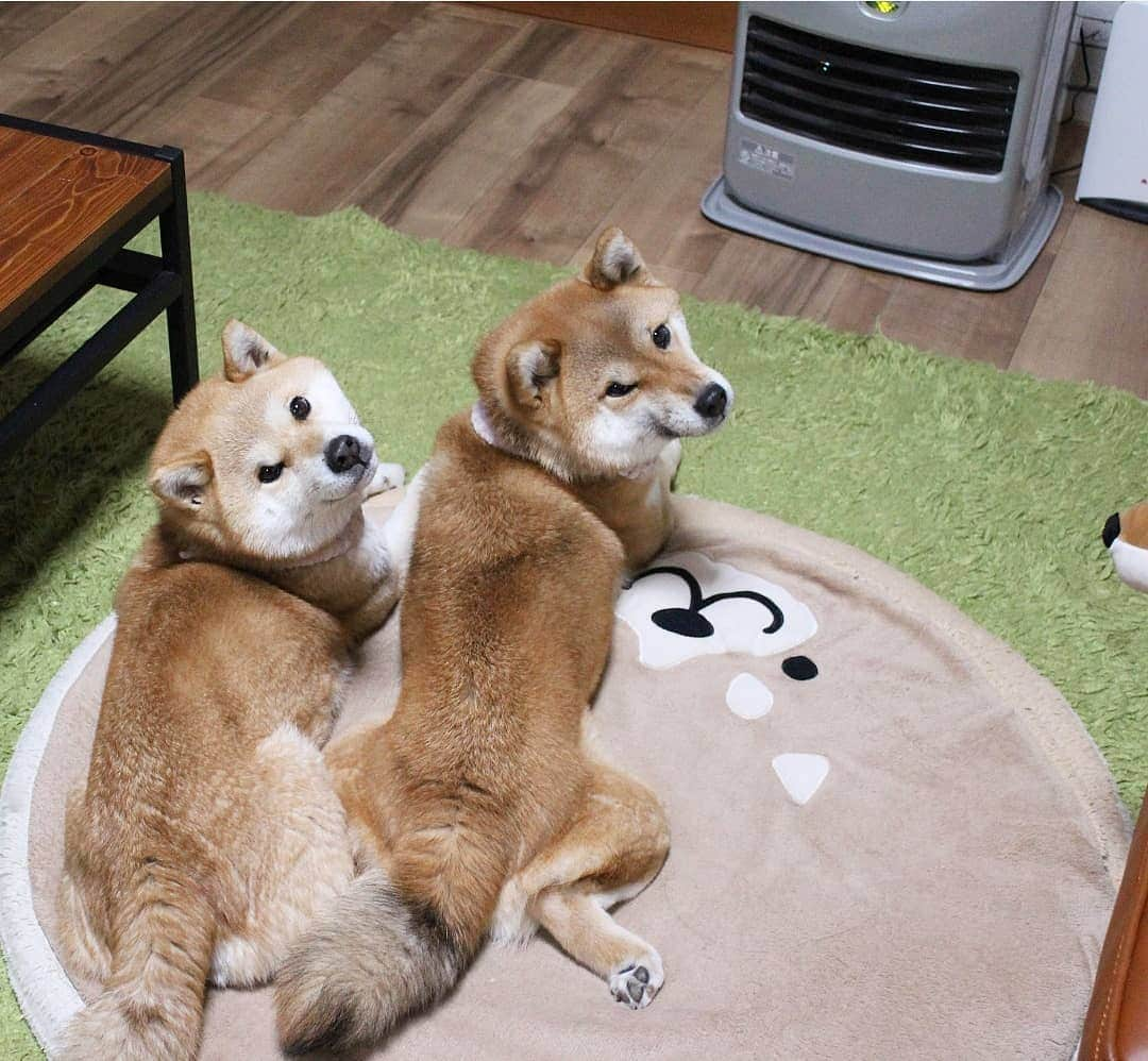 柴犬たま Shibainu Tamaのインスタグラム