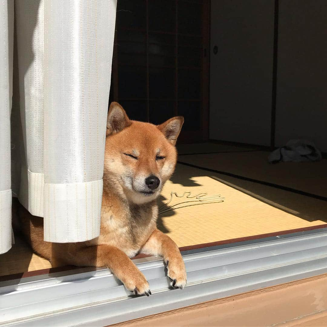 柴犬はなこ Shibainu Hanakoさんのインスタグラム写真 - (柴犬はなこ Shibainu HanakoInstagram)「日向ぼっこ日和だね☀️ #shiba #dog #shibainu #柴犬 #犬」3月24日 12時29分 - kiki_beee