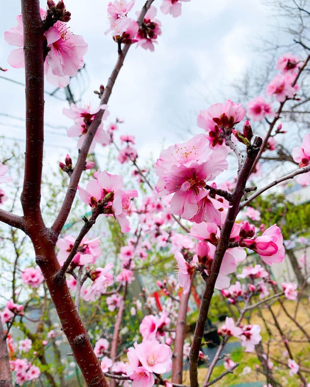 浜平恭子さんのインスタグラム写真 - (浜平恭子Instagram)「‪神戸市東灘区の東洋ナッツ食品さんの春恒例 アーモンドフェスティバルへ🌸 桜に似て桜より先に咲くアーモンドの花を愛でながら、ナッツを使ったグルメをいただく🤤 ナッツのわさび漬けやアーモンドおにぎり、ナッツペースト…お土産もいろいろ買ったよ🛍 たくさんのお客様が集まり、激アツでした🥜  #アーモンドフェスティバル2019 #アーモンドフェスティバル #東洋ナッツ #東洋ナッツ食品 #ナッツ #アーモンド #アーモンドの花 #アーモンドの木 #insta_higashinada #日韓カップル #日韓夫婦 #日韓往復 #ラジオDJ #浜平恭子 #KissFMKOBE #한일커플 #한일부부 #한일왕복 #라디오DJ #하마히라쿄코 #고베 ‬」3月24日 12時29分 - hamahi1231