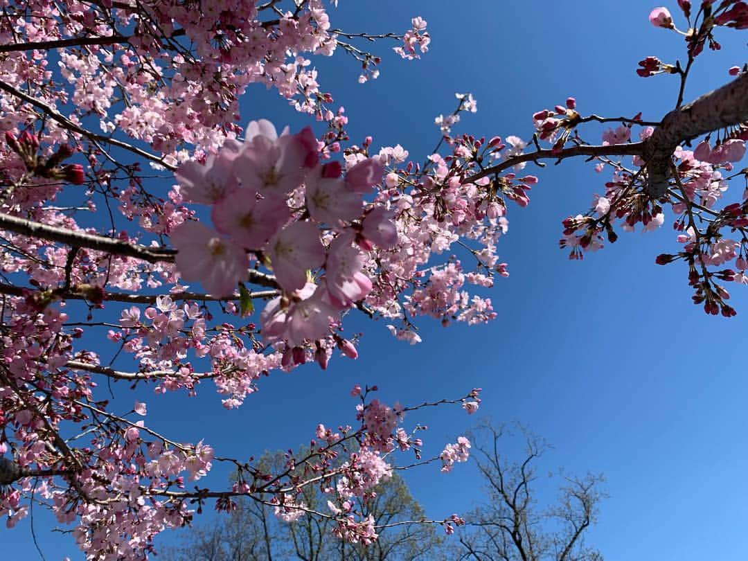 松原汐織さんのインスタグラム写真 - (松原汐織Instagram)「♡ あるお仕事の準備で走っています🏃🏻‍♀️🏃🏻‍♀️🏃🏻‍♀️ ・ 20歳そこそこの時にマラソン大会に出た経験から、もう二度とやるもんかと思っていたけれどw 私がまさかの #走るひと 🤭🤗🥳🤩😤 ・ 今日は皇居ラン10キロ🇯🇵 皇居の周りの桜もちらほら咲いてきていて、美しい限り🌸 本当に楽しく走れて(膝は辛い😂)、苦手な記憶が薄れていきました。 ・ 本番までにどこまで出来るか。 限界突破！頑張ります🔥🔥🔥🔥 ・ #ランニング #ランニング女子 #マラソン #皇居 #10キロラン #桜 #お花見」3月24日 12時45分 - shiori_ma_