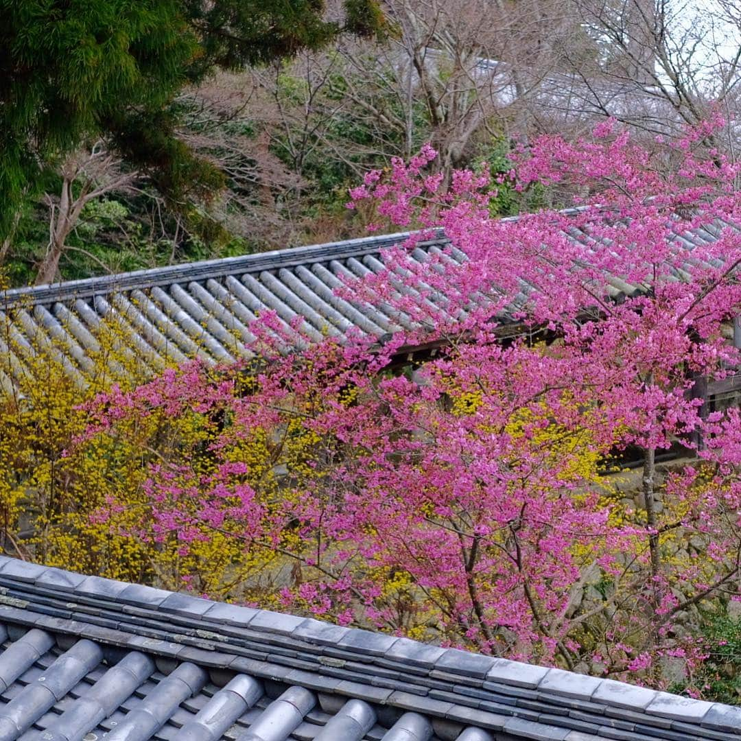 奈良 長谷寺 / nara hasederaさんのインスタグラム写真 - (奈良 長谷寺 / nara hasederaInstagram)「#鳥曇 に#河津桜 It is cold and cloudy, but the early blooming #cherry blossoms are in bloom.  #長谷寺 #奈良長谷寺 #総本山長谷寺 #花の御寺 #奈良 #hasedera #hasederatemple #temple #japan #japanesetraditional #pilgrimage #nara #tourism #sightseeing #japanesetemple #西国 #西国三十三所 #霊場 #巡礼 #四寺巡礼 #やまとびとツアーズ #長谷寺が好き #うましうるわし奈良」3月24日 12時39分 - hase_dera