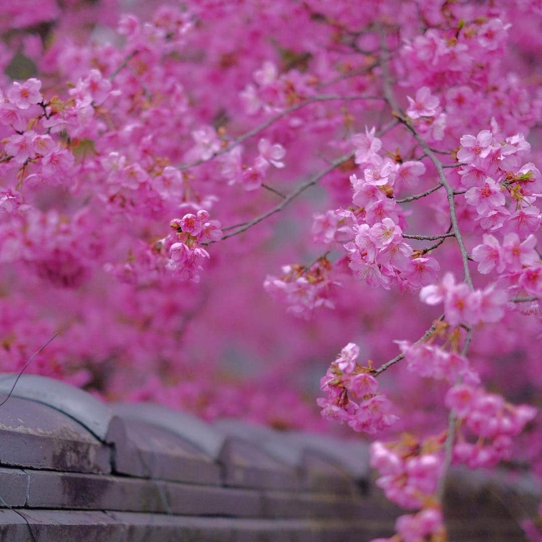 奈良 長谷寺 / nara hasederaのグルメインスタ