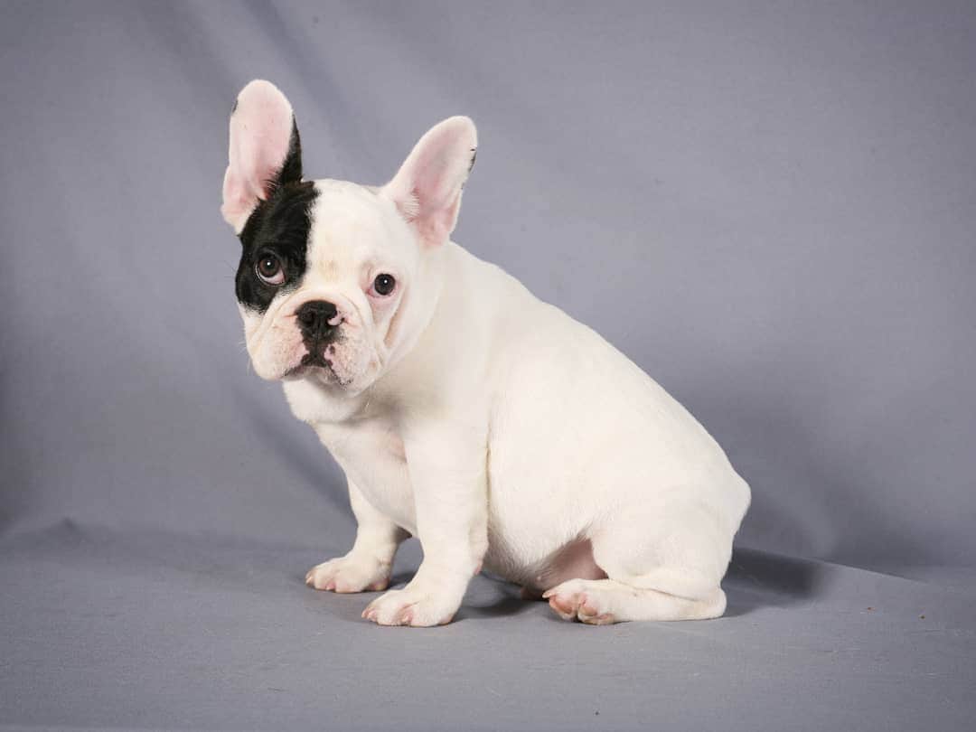 Manny The Frenchieのインスタグラム：「One more puppy pic because come on 😍 #nationalpuppyday」