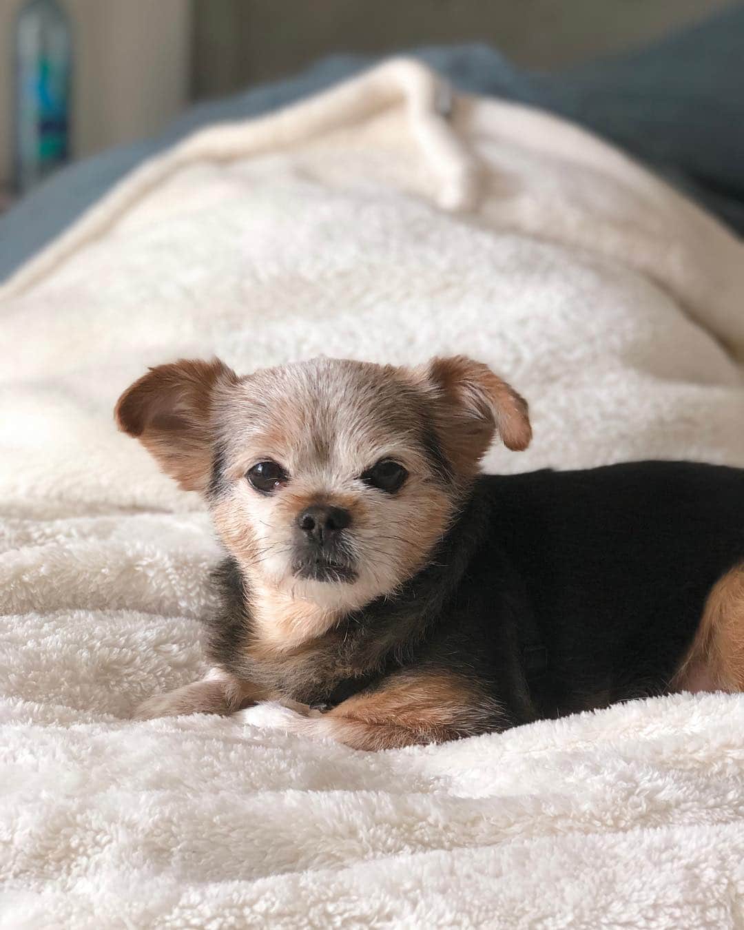 サマンサ・ドロークさんのインスタグラム写真 - (サマンサ・ドロークInstagram)「#happynationalpuppyday ❤️」3月24日 12時52分 - samanthadroke