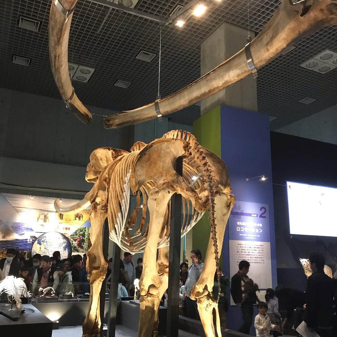 魔女菅原さんのインスタグラム写真 - (魔女菅原Instagram)「骨というか骨格標本が好きなんですね。哺乳類の骨格標本を見ていると恐竜の骨に似ているなあと思います。 大好きな骨を堪能できて楽しかった。  #大哺乳類展2 #東京国立科学博物館 #魔女菅原」3月24日 12時53分 - hatsuyosugawara