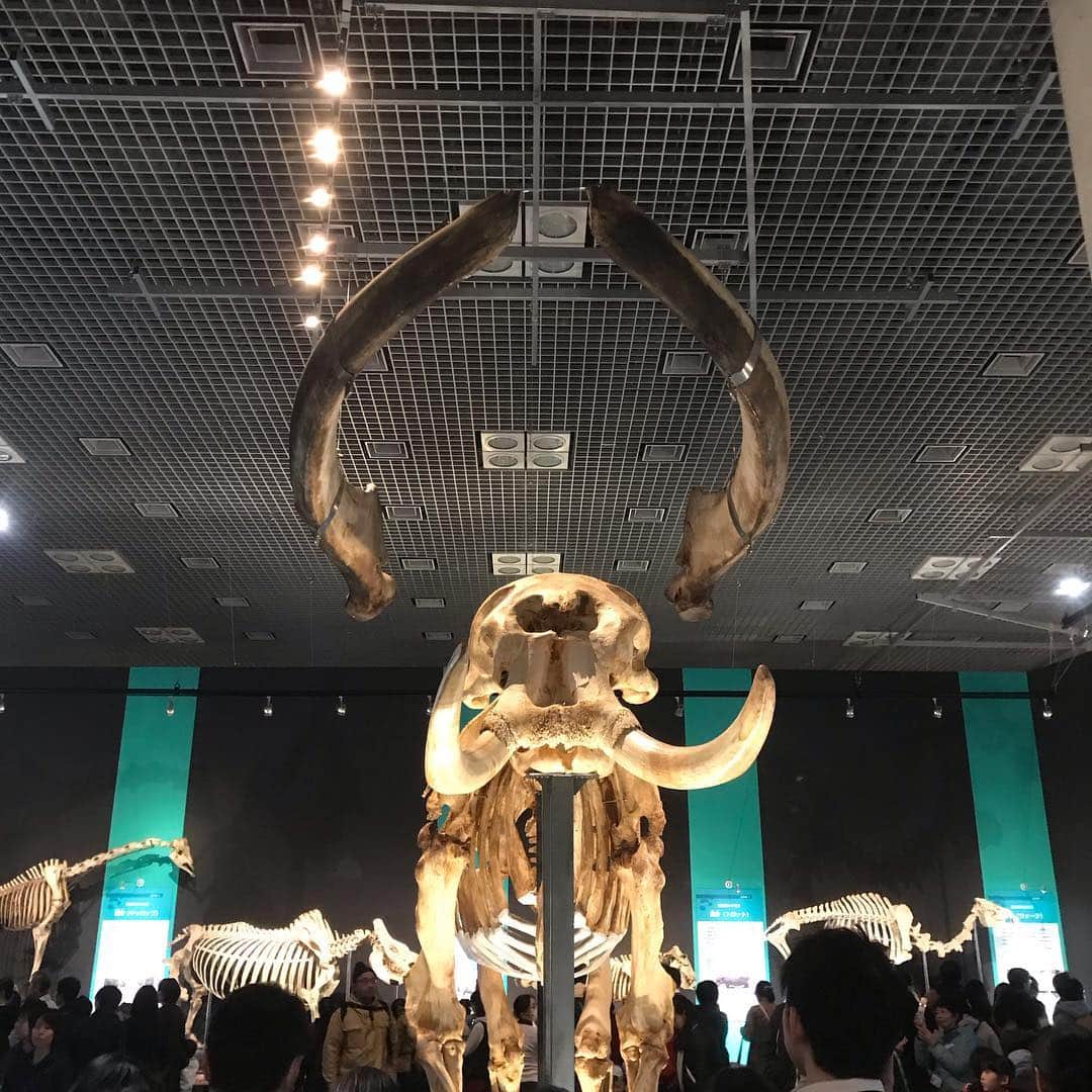 魔女菅原さんのインスタグラム写真 - (魔女菅原Instagram)「骨というか骨格標本が好きなんですね。哺乳類の骨格標本を見ていると恐竜の骨に似ているなあと思います。 大好きな骨を堪能できて楽しかった。  #大哺乳類展2 #東京国立科学博物館 #魔女菅原」3月24日 12時53分 - hatsuyosugawara