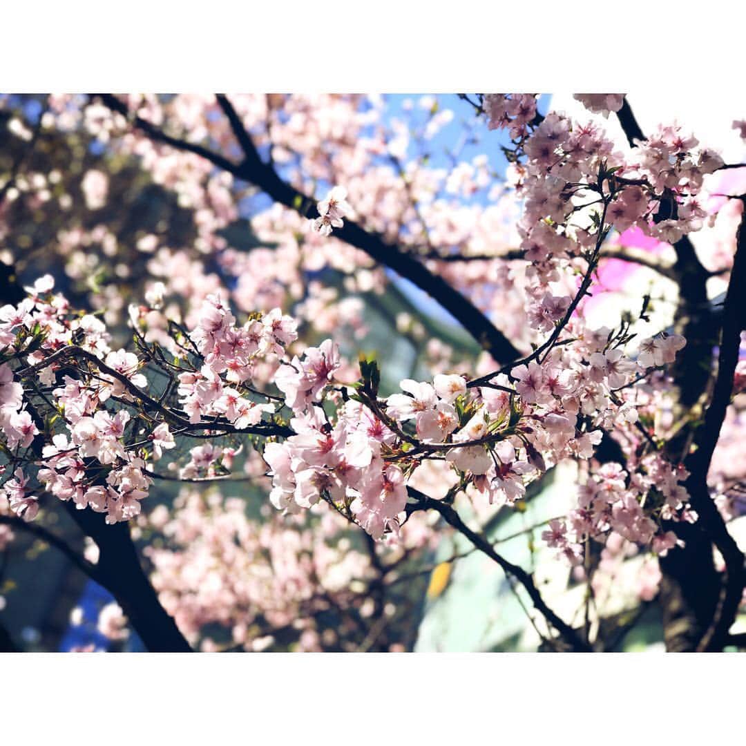 岐洲匠さんのインスタグラム写真 - (岐洲匠Instagram)「同じ時間に撮った桜でも 撮り方によって表情を変えるんだ。 春の囁きが聞こえるね…  カメラマン、ではない。  #春 #サクラ #桜 #春の囁き」3月24日 13時02分 - takumi.kizu.official