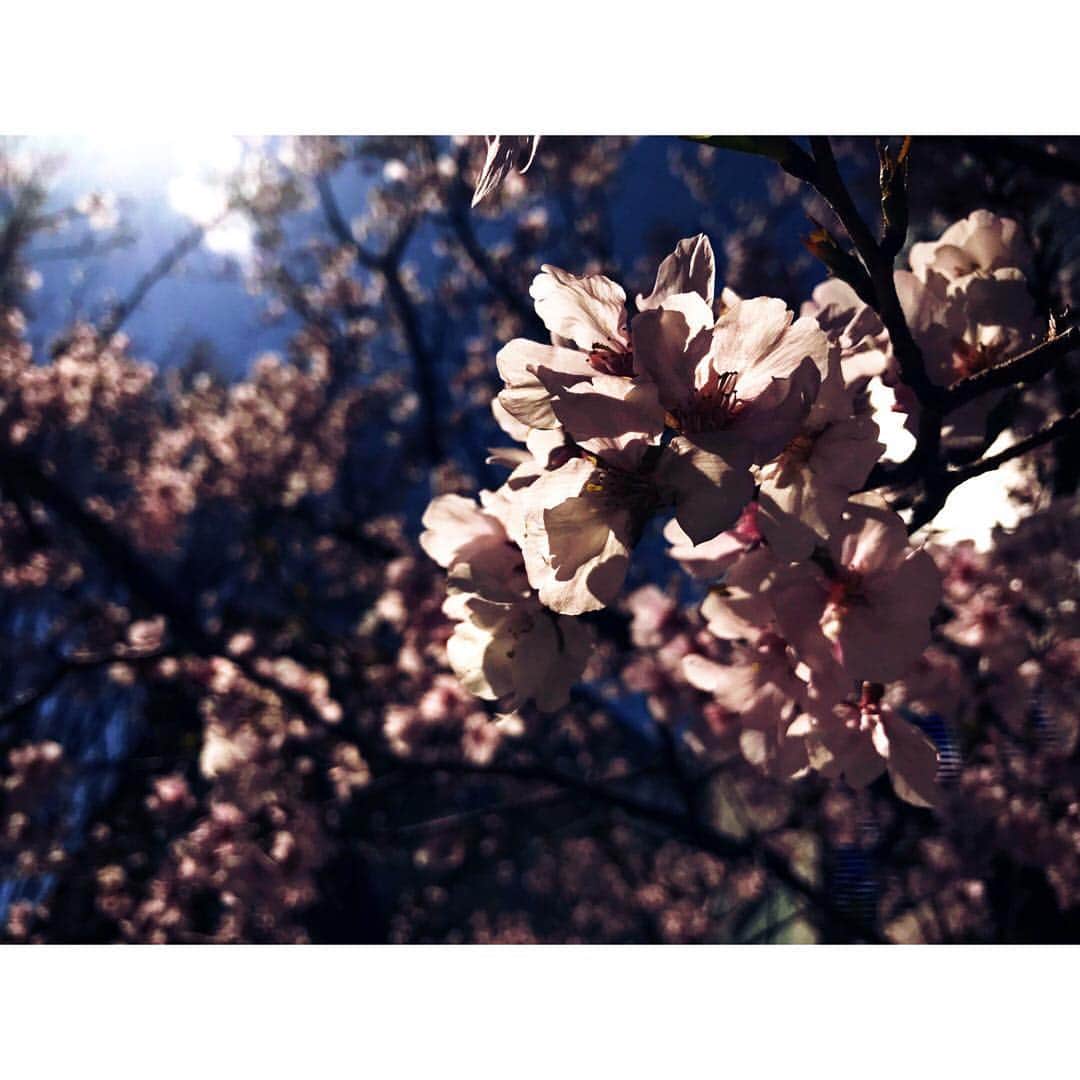 岐洲匠さんのインスタグラム写真 - (岐洲匠Instagram)「同じ時間に撮った桜でも 撮り方によって表情を変えるんだ。 春の囁きが聞こえるね…  カメラマン、ではない。  #春 #サクラ #桜 #春の囁き」3月24日 13時02分 - takumi.kizu.official