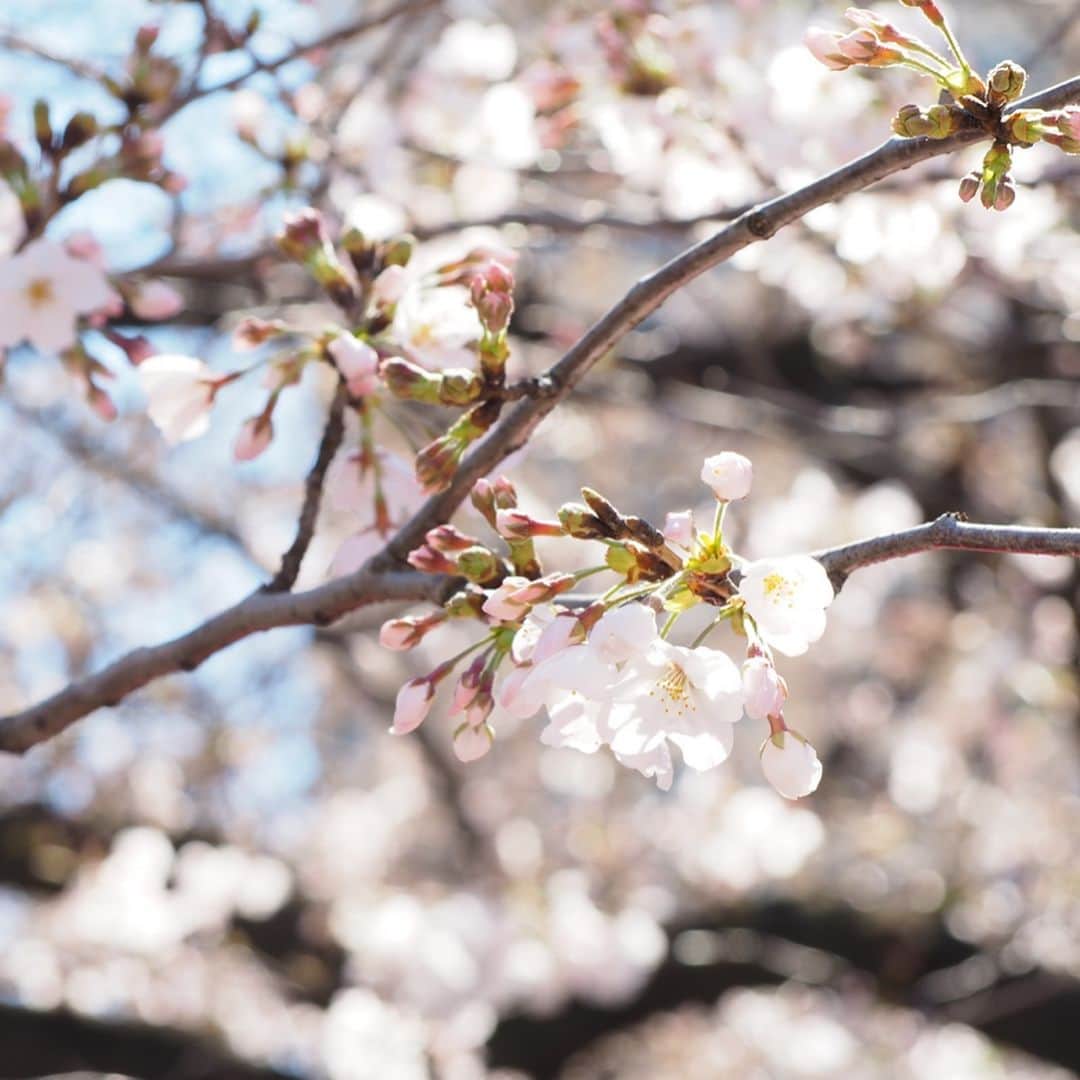 B JIRUSHI YOSHIDAさんのインスタグラム写真 - (B JIRUSHI YOSHIDAInstagram)「【中目黒 目黒川桜情報】 今日は天候も良く目黒川沿いの桜が徐々に開花を迎えています。 近隣では出店も出ており、活気ある雰囲気を味わうことができます。この機会に是非代官山周辺を散策してみてはいかがでしょうか？ #中目黒桜情報  #桜 #sakura #中目黒 #B印桜情報 #梅」3月24日 13時09分 - bjirushiyoshida