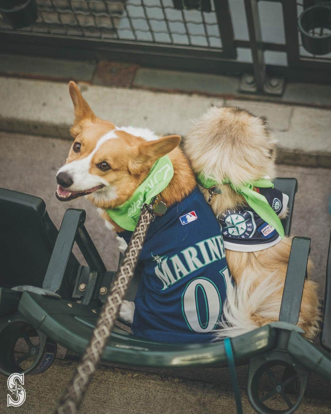 シアトル・マリナーズさんのインスタグラム写真 - (シアトル・マリナーズInstagram)「Happy #NationalPuppyDay! 🐶」3月24日 13時10分 - mariners