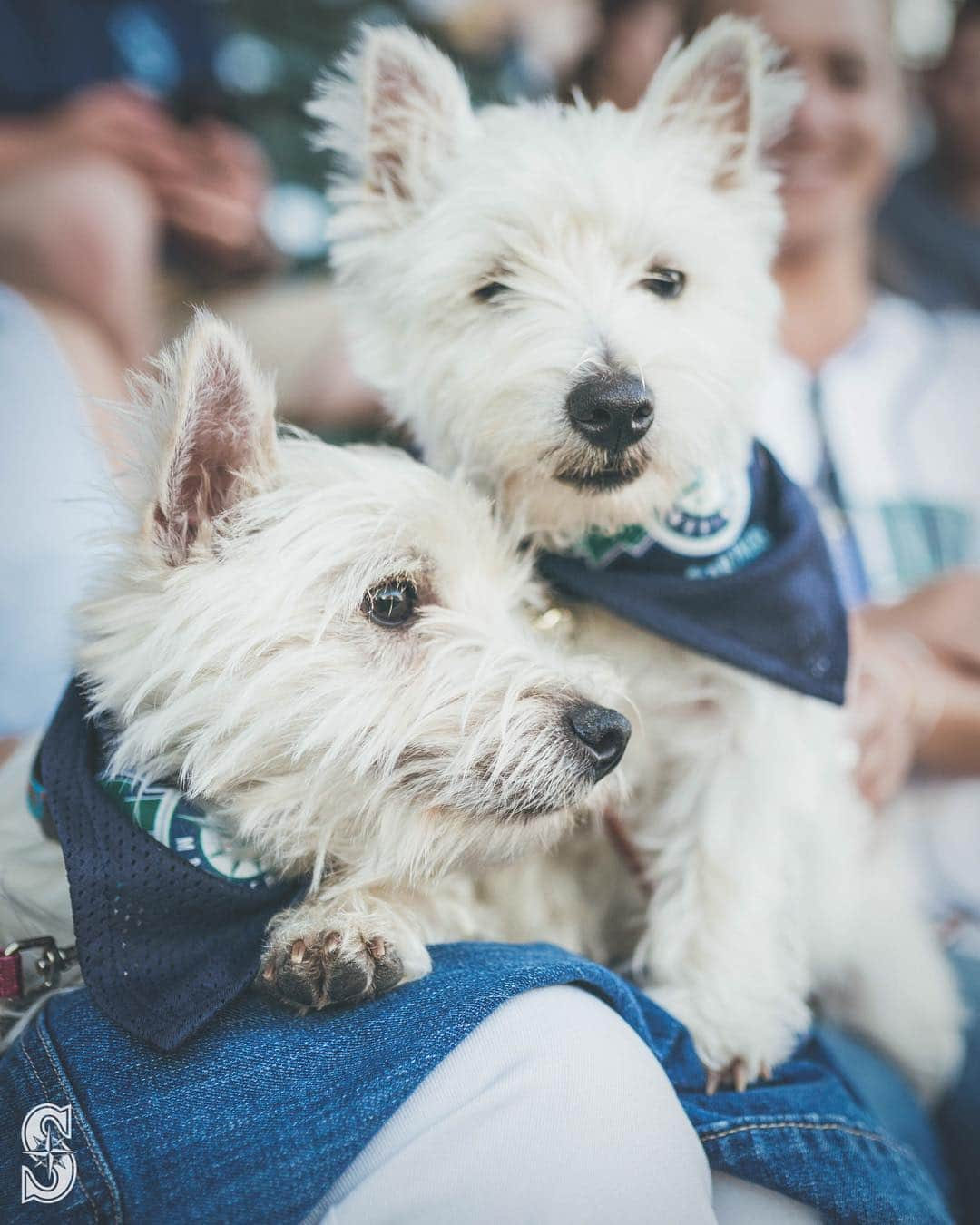 シアトル・マリナーズさんのインスタグラム写真 - (シアトル・マリナーズInstagram)「Happy #NationalPuppyDay! 🐶」3月24日 13時10分 - mariners