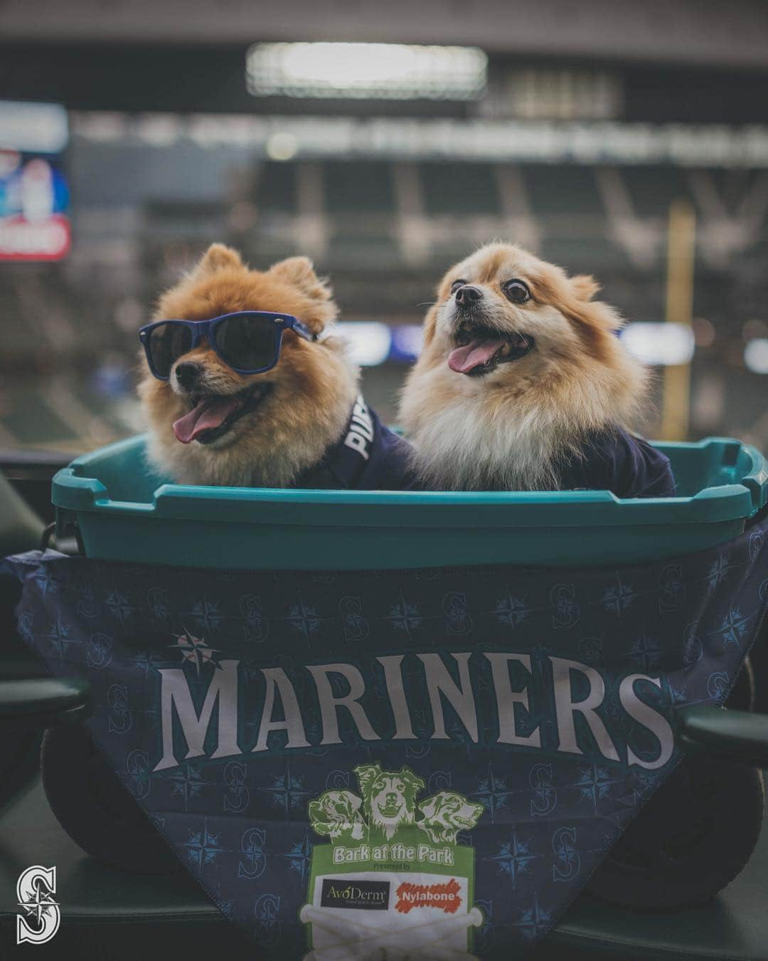 シアトル・マリナーズさんのインスタグラム写真 - (シアトル・マリナーズInstagram)「Happy #NationalPuppyDay! 🐶」3月24日 13時10分 - mariners