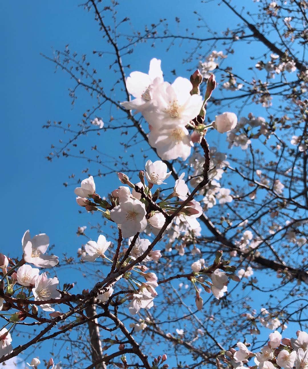 工藤静香さんのインスタグラム写真 - (工藤静香Instagram)「東京は今週からお花見🌸ですね！ みなさん素敵な桜を満喫して元気いっぱいな月曜日をお迎え下さいね😊  １枚目モッコウバラ ２枚目ソメイヨシノ 3枚目アーモンド」3月24日 13時13分 - kudo_shizuka